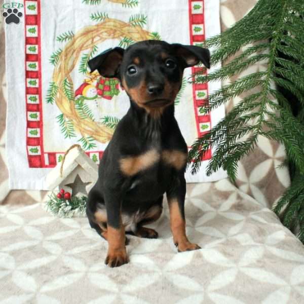 Lucky, Miniature Pinscher Puppy