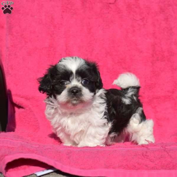 Lucky, Teddy Bear Puppy