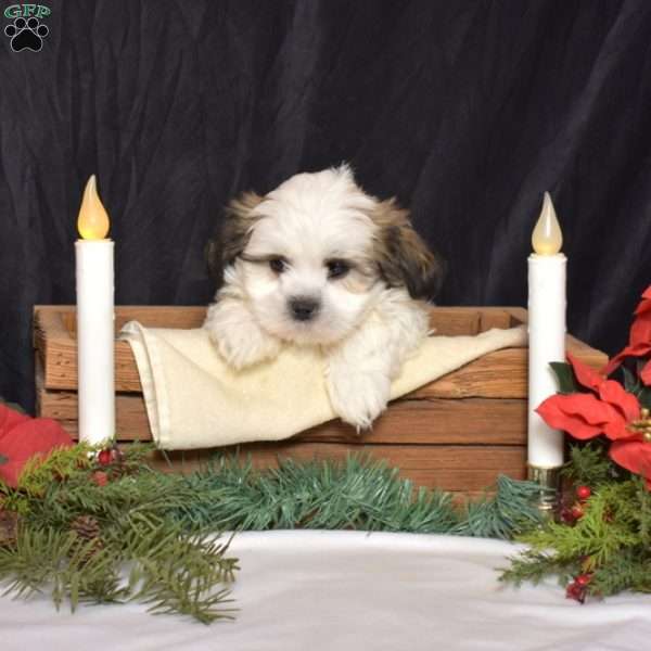 Lucky, Mal-Shi Puppy