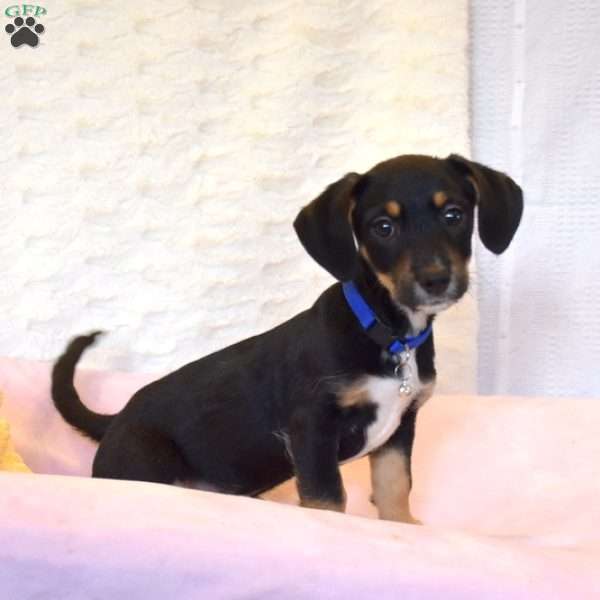 Lucky, Jack Russell Mix Puppy