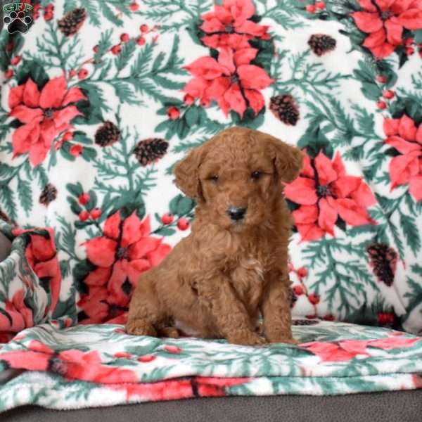 Lucky, Mini Goldendoodle Puppy