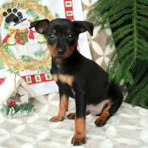Lucky, Miniature Pinscher Puppy