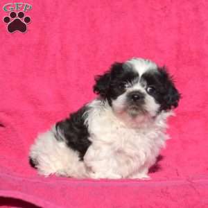 Lucky, Teddy Bear Puppy