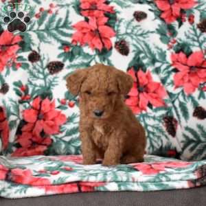 Lucky, Mini Goldendoodle Puppy