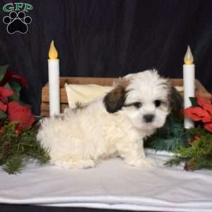 Lucky, Mal-Shi Puppy