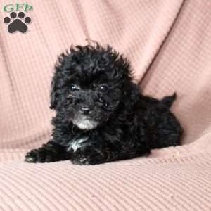 Lucky, Mini Goldendoodle Puppy