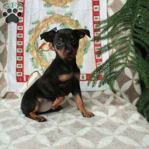 Lucky, Miniature Pinscher Puppy