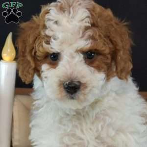 Lucky, Miniature Poodle Puppy