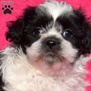 Lucky, Teddy Bear Puppy