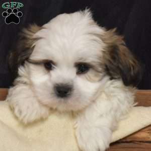 Lucky, Mal-Shi Puppy