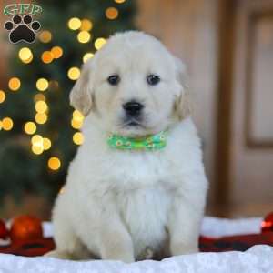 Lucky, Golden Retriever Puppy