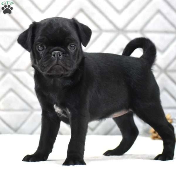 Lucy, Pug Puppy