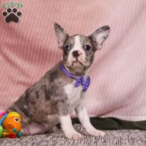 Lucy, Frenchton Puppy