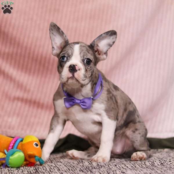 Lucy, Frenchton Puppy