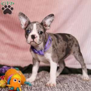 Lucy, Frenchton Puppy