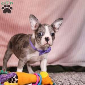 Lucy, Frenchton Puppy