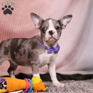 Lucy, Frenchton Puppy