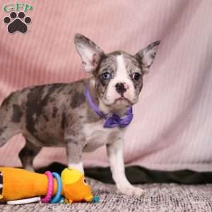 Lucy, Frenchton Puppy