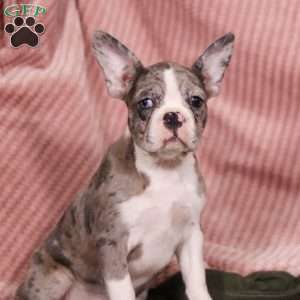 Lucy, Frenchton Puppy