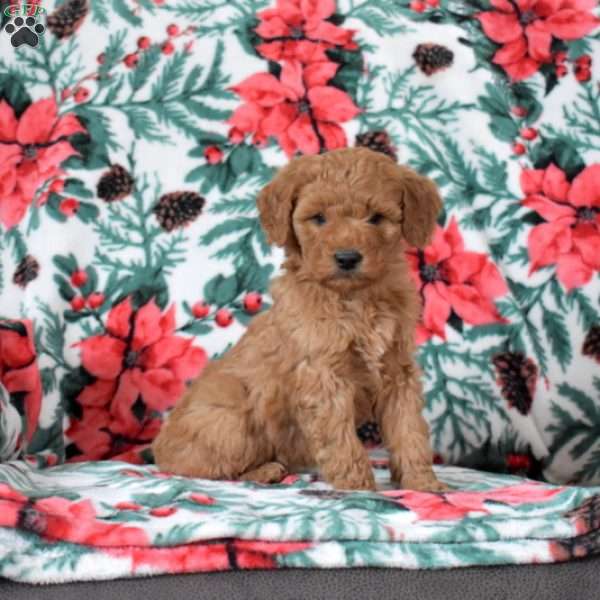 Lucy, Mini Goldendoodle Puppy