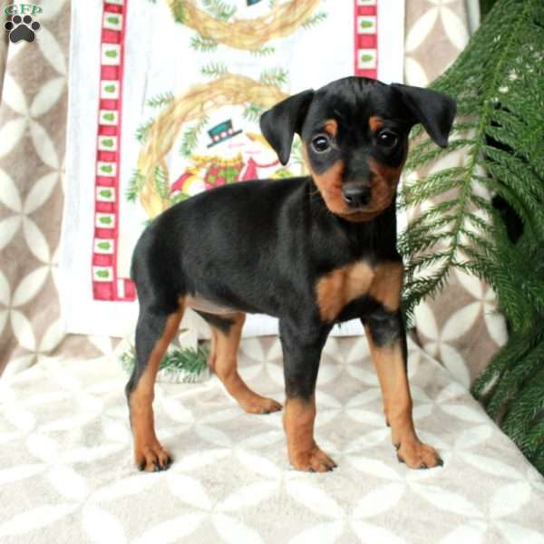 Lucy, Miniature Pinscher Puppy
