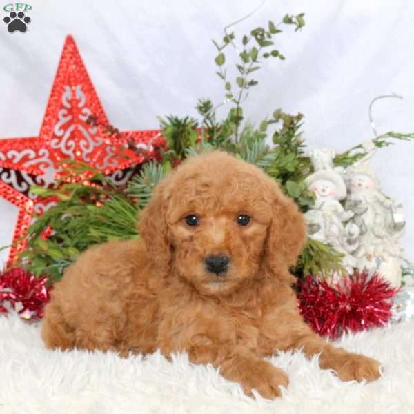 Lucy, Mini Goldendoodle Puppy