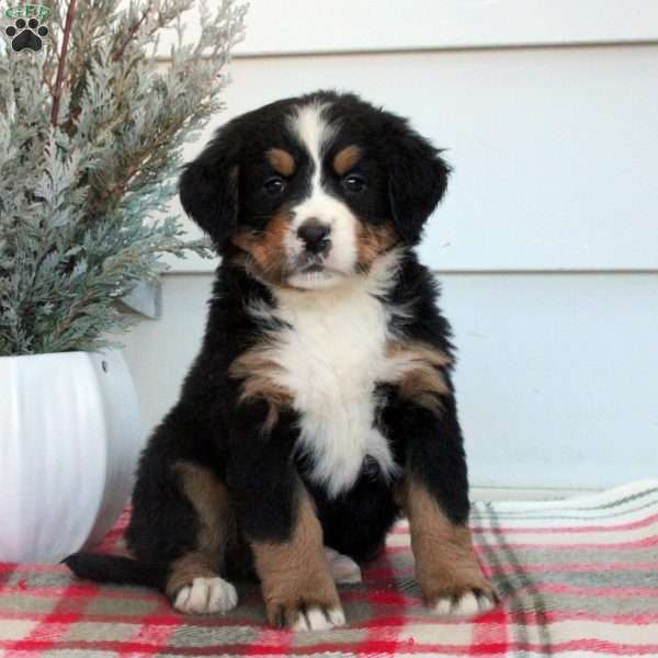 Lucy, Bernese Mountain Dog Puppy