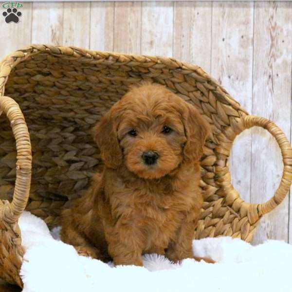 Lucy-F1BB, Mini Goldendoodle Puppy