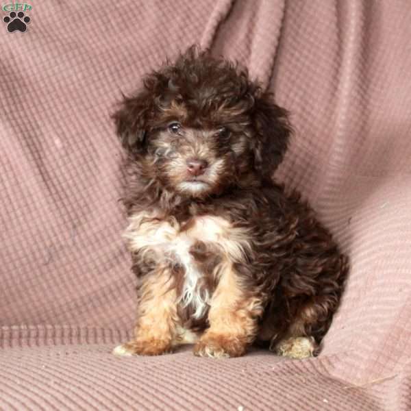 Lucy, Mini Goldendoodle Puppy