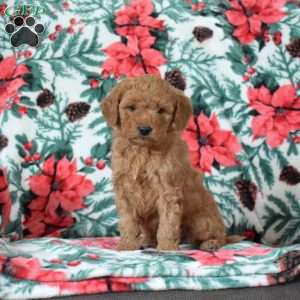 Lucy, Mini Goldendoodle Puppy