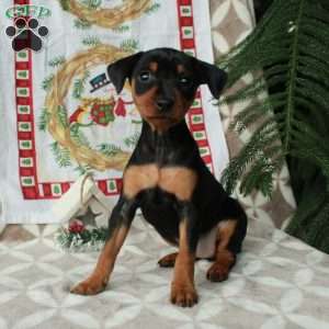 Lucy, Miniature Pinscher Puppy
