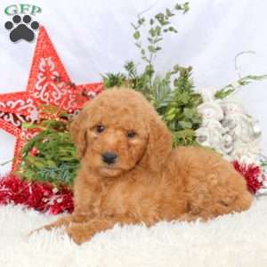 Lucy, Mini Goldendoodle Puppy