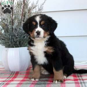 Lucy, Bernese Mountain Dog Puppy