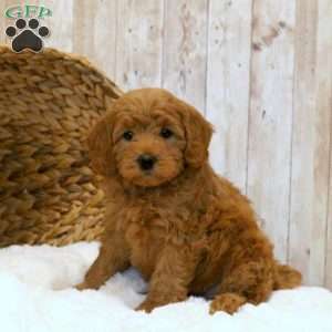Lucy-F1BB, Mini Goldendoodle Puppy