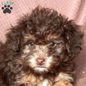 Lucy, Mini Goldendoodle Puppy