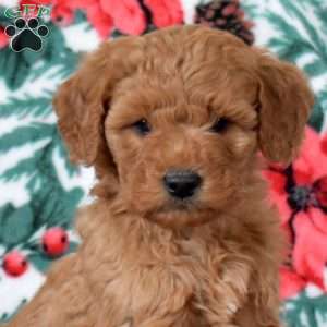 Lucy, Mini Goldendoodle Puppy