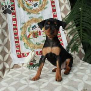 Lucy, Miniature Pinscher Puppy