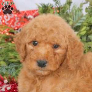 Lucy, Mini Goldendoodle Puppy