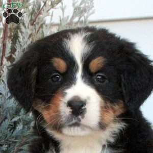 Lucy, Bernese Mountain Dog Puppy