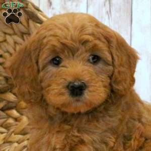 Lucy-F1BB, Mini Goldendoodle Puppy