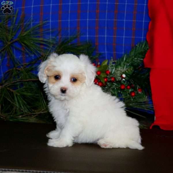 Lucy, Maltipoo Puppy