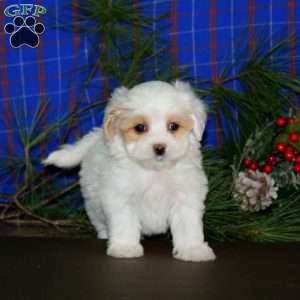 Lucy, Maltipoo Puppy