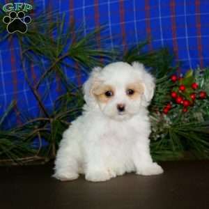 Lucy, Maltipoo Puppy