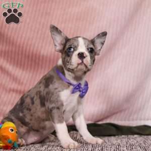 Lucy, Frenchton Puppy