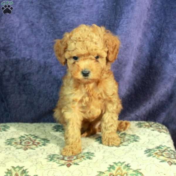 Luke, Miniature Poodle Puppy