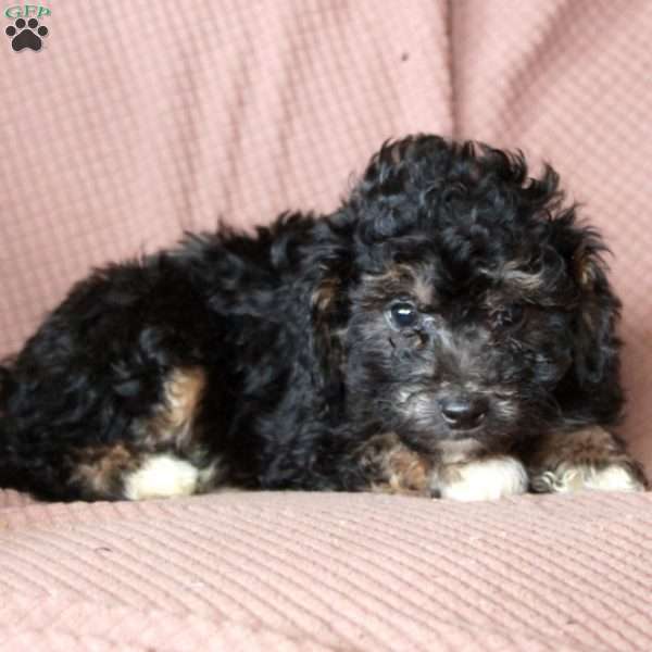 Luke, Mini Goldendoodle Puppy