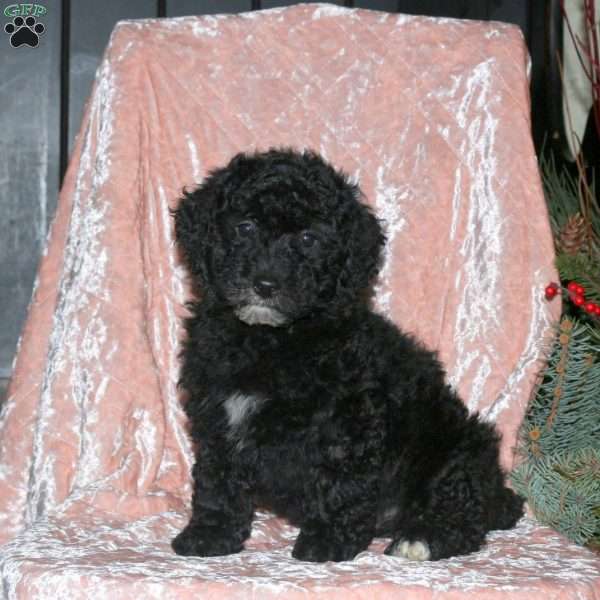 Luke, Miniature Poodle Puppy