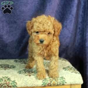 Luke, Miniature Poodle Puppy