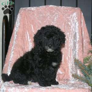 Luke, Miniature Poodle Puppy