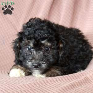 Luke, Mini Goldendoodle Puppy